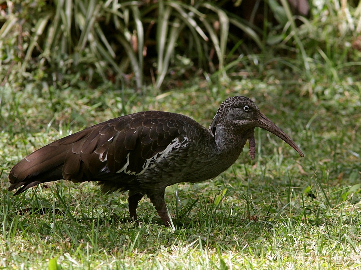 ibis etiopský - ML551770181