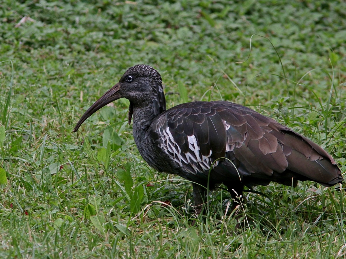 Wattled Ibis - ML551770211