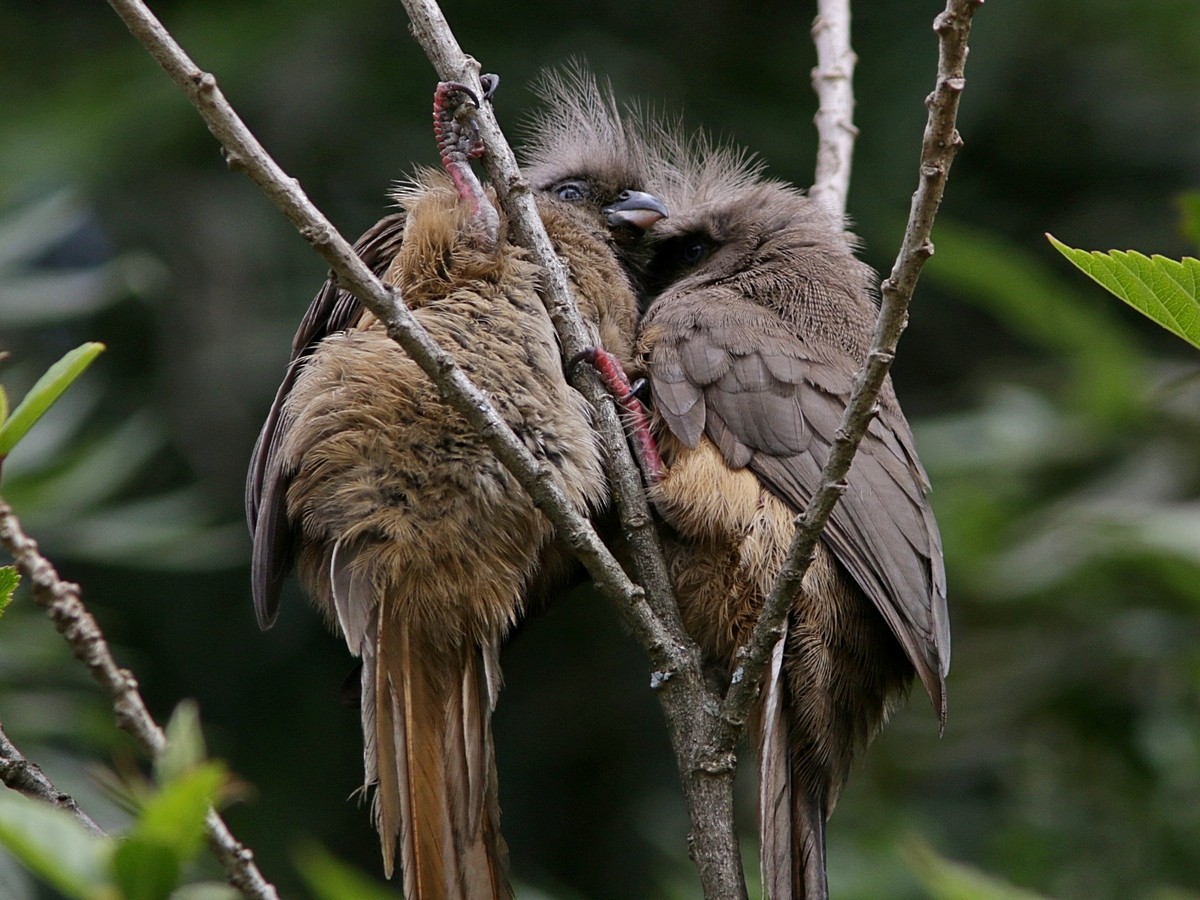 Speckled Mousebird - ML551770361