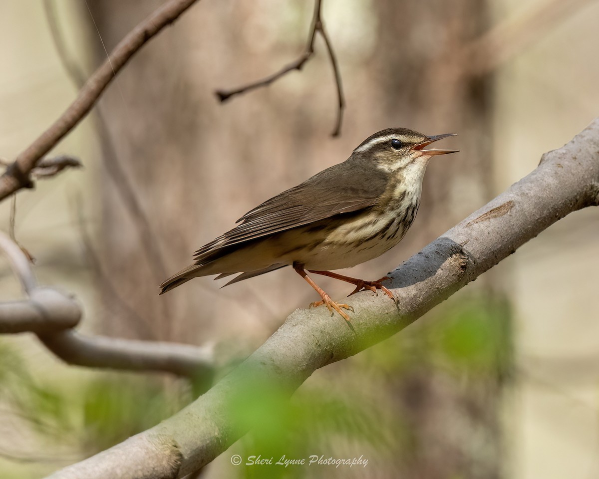 Louisiana Waterthrush - Sheri Thompson