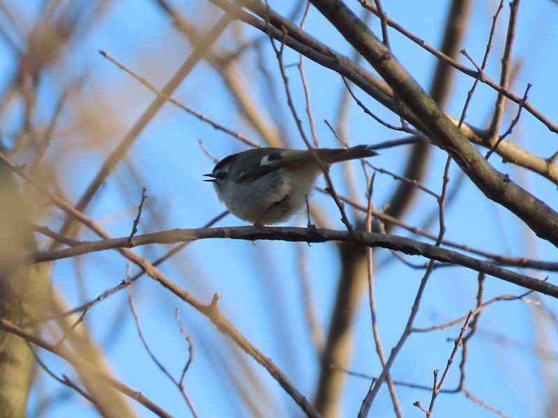 Golden-crowned Kinglet - ML551774151