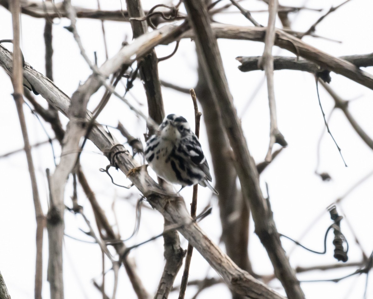 Black-and-white Warbler - ML551775941