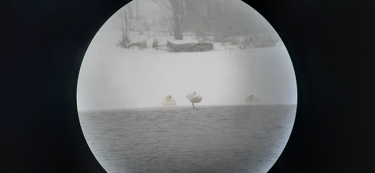 Trumpeter Swan - ML551776491