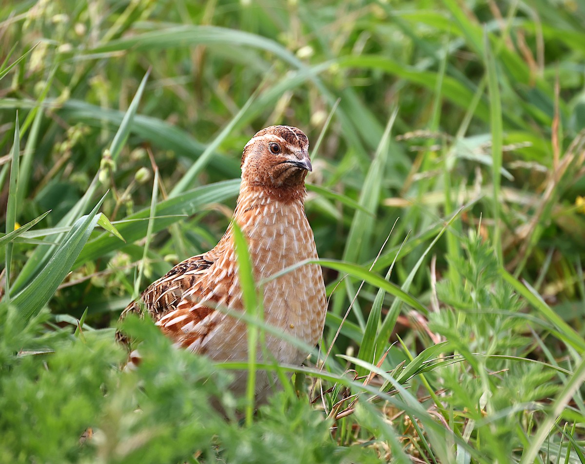 Common Quail - ML551777651