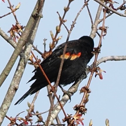 Red-winged Blackbird - Milton Paul