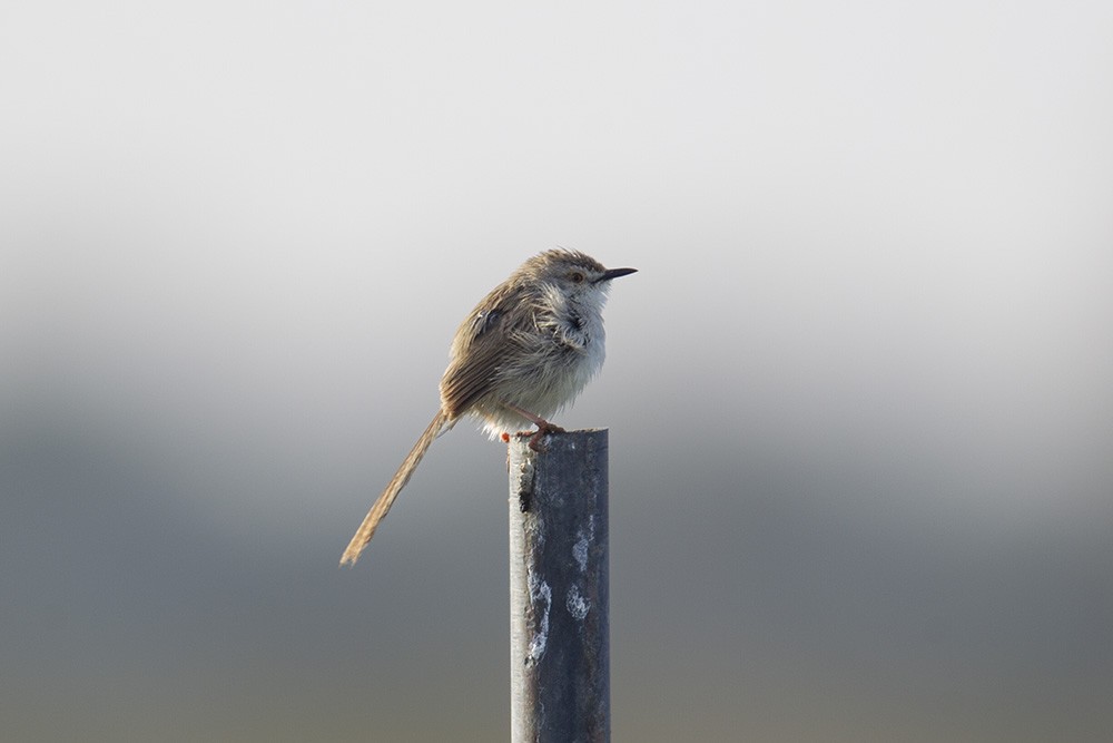 Delicate Prinia - ML551778021