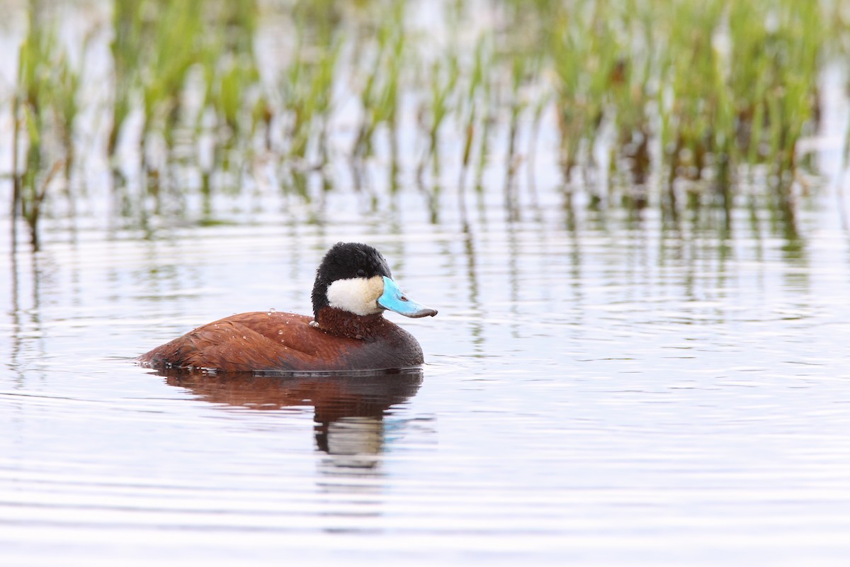 Ruddy Duck - Scott Carpenter