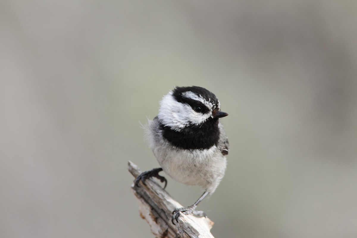 Mountain Chickadee - Scott Carpenter