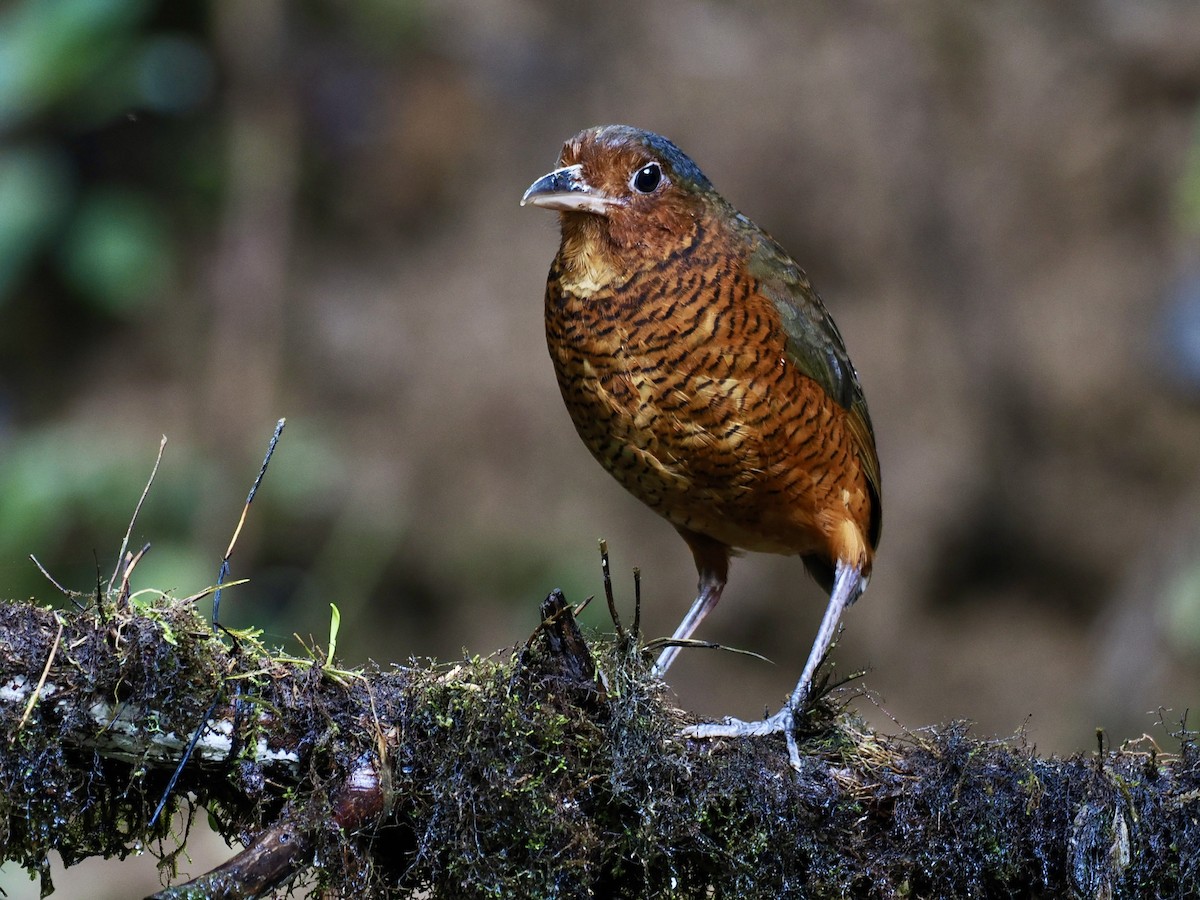 Giant Antpitta - ML551779151