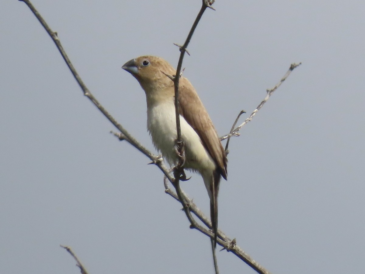 African Silverbill - ML551780241