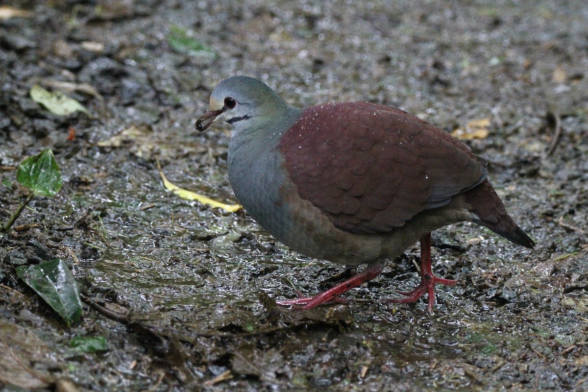 Buff-fronted Quail-Dove - Kendall Watkins