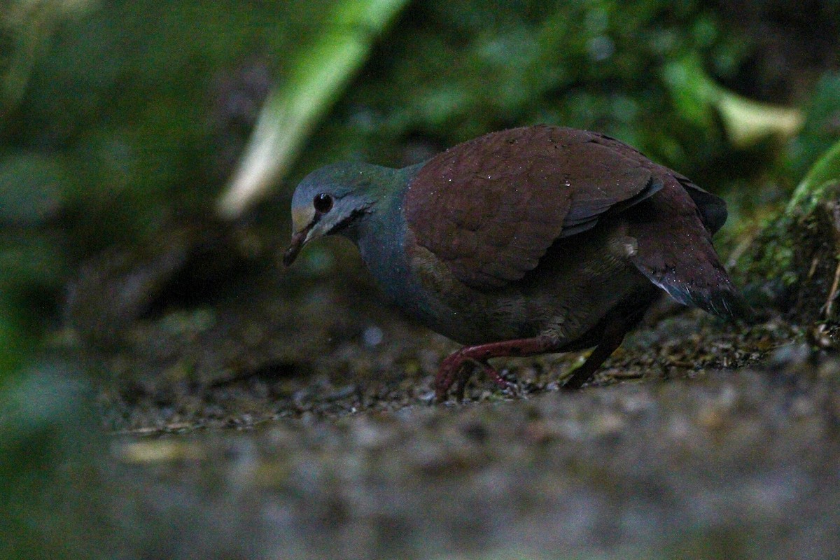 Buff-fronted Quail-Dove - Kendall Watkins