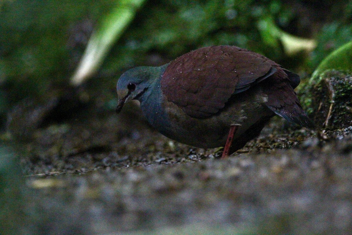 Buff-fronted Quail-Dove - Kendall Watkins