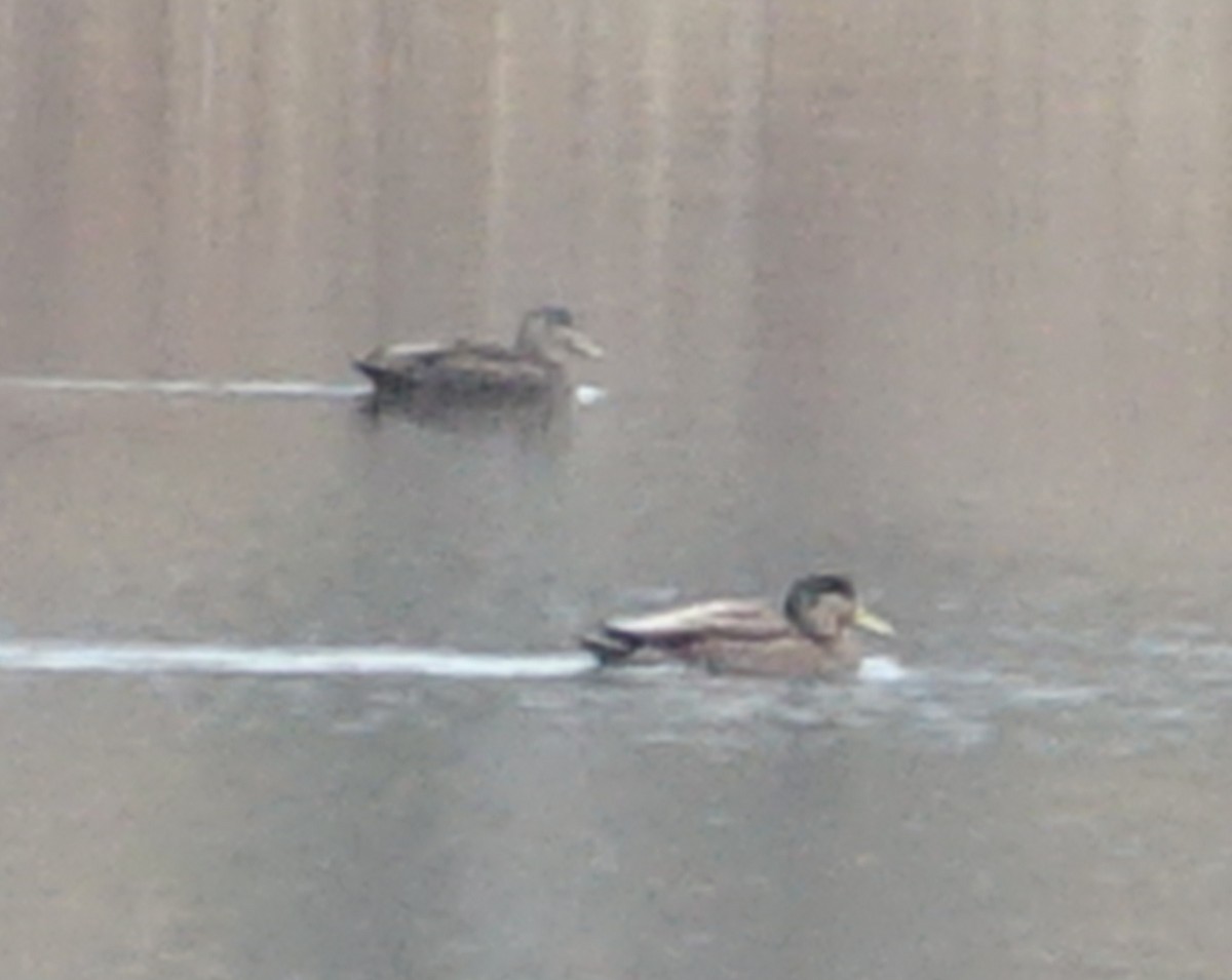 Mallard x American Black Duck (hybrid) - Michael DeWispelaere