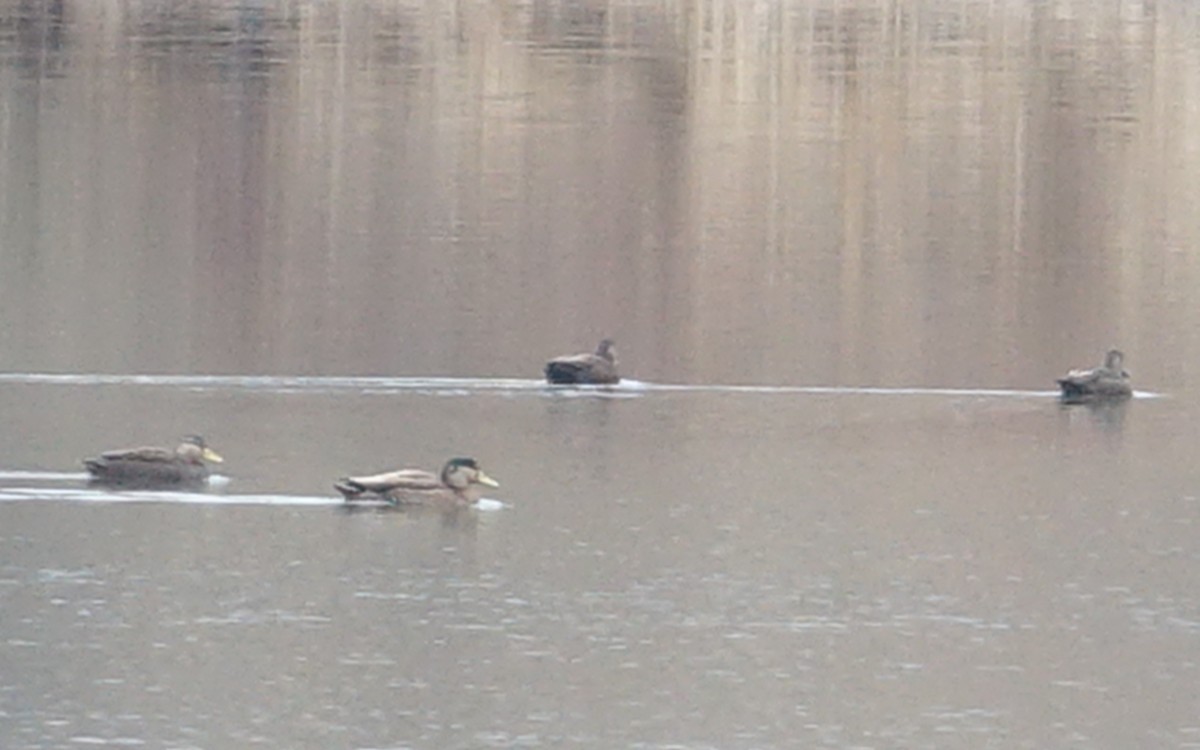 Mallard x American Black Duck (hybrid) - ML551780571