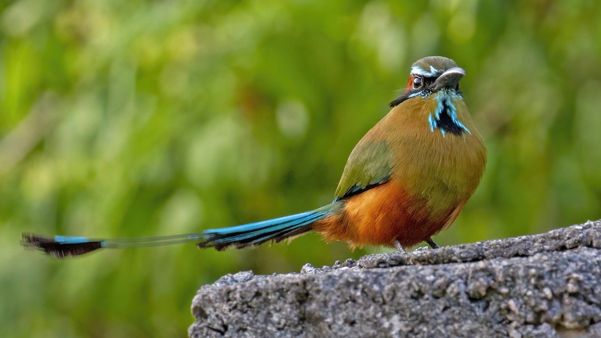 Motmot à sourcils bleus - ML551780911