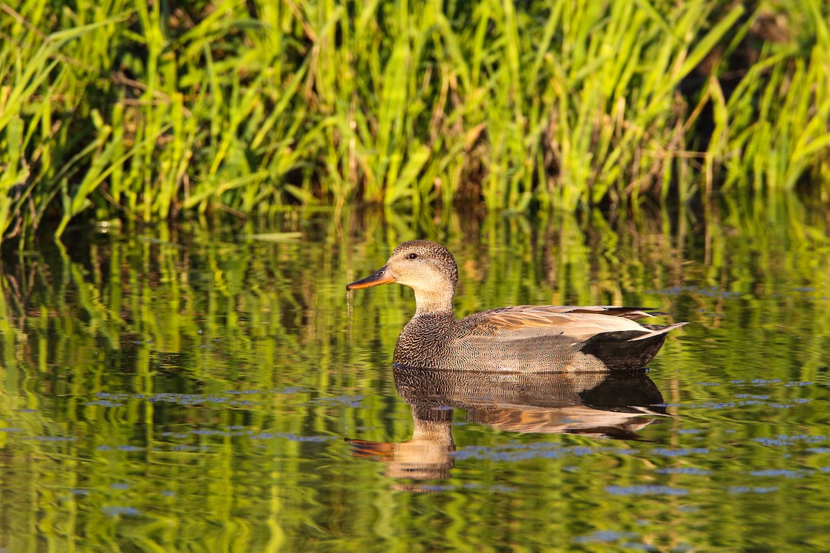 Gadwall - Scott Carpenter