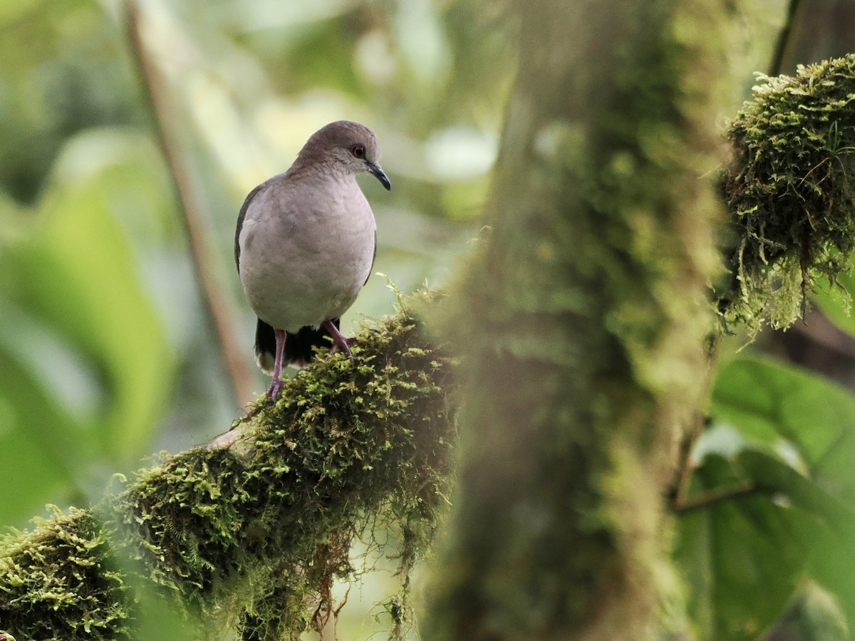 White-tipped Dove - ML551781651