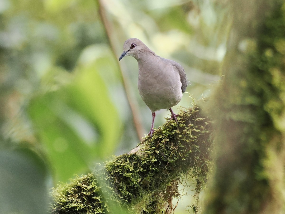 White-tipped Dove - ML551781661