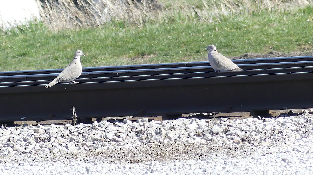 Eurasian Collared-Dove - ML551781821