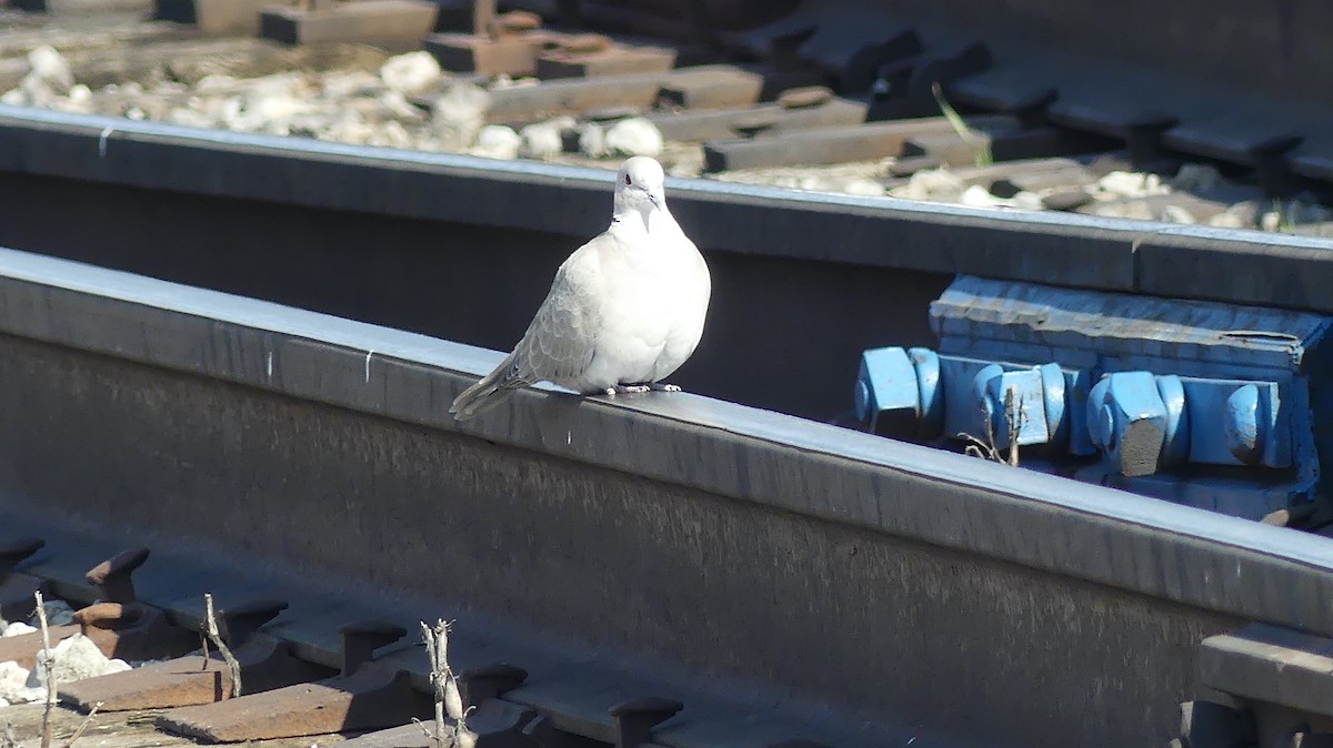 Eurasian Collared-Dove - ML551781971