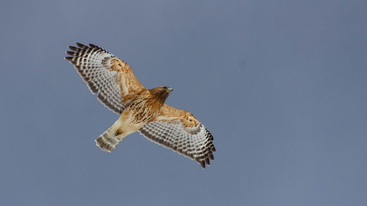 Red-shouldered Hawk - Diane Labarre