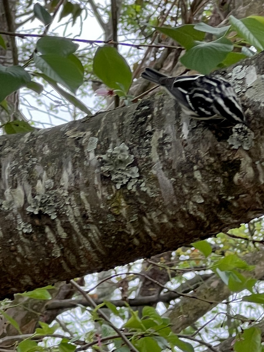 Black-and-white Warbler - Frank Young