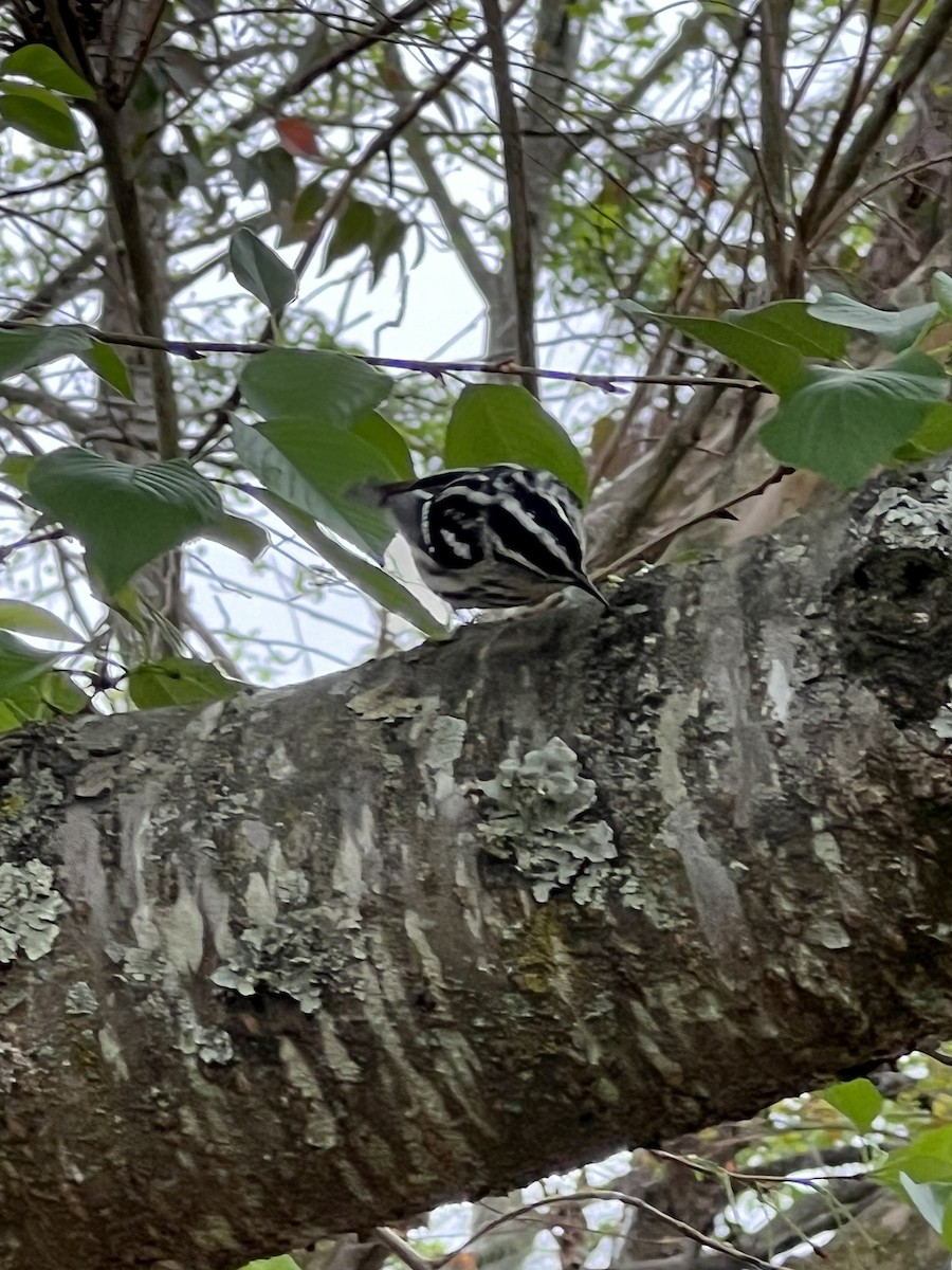 Paruline noir et blanc - ML551784331