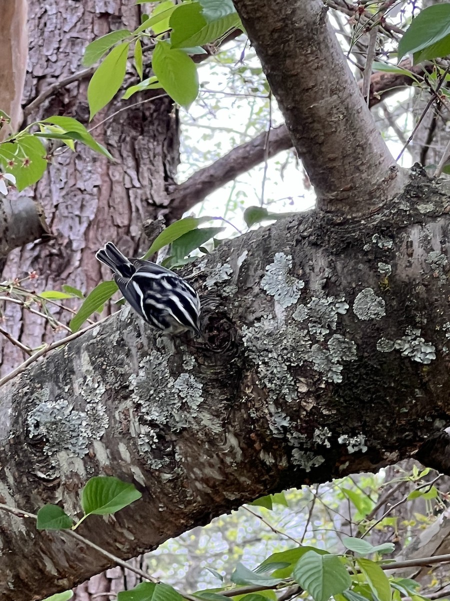 Black-and-white Warbler - Frank Young