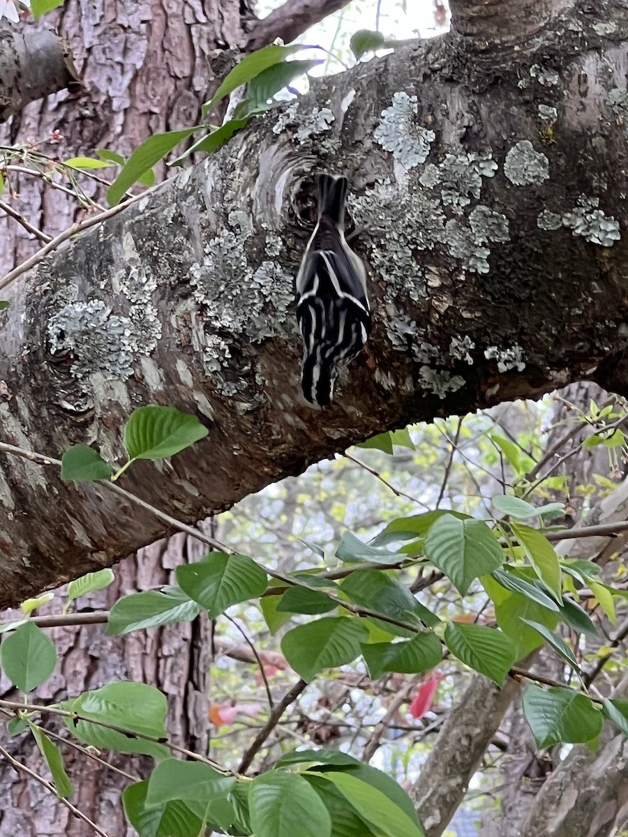 Black-and-white Warbler - ML551784371