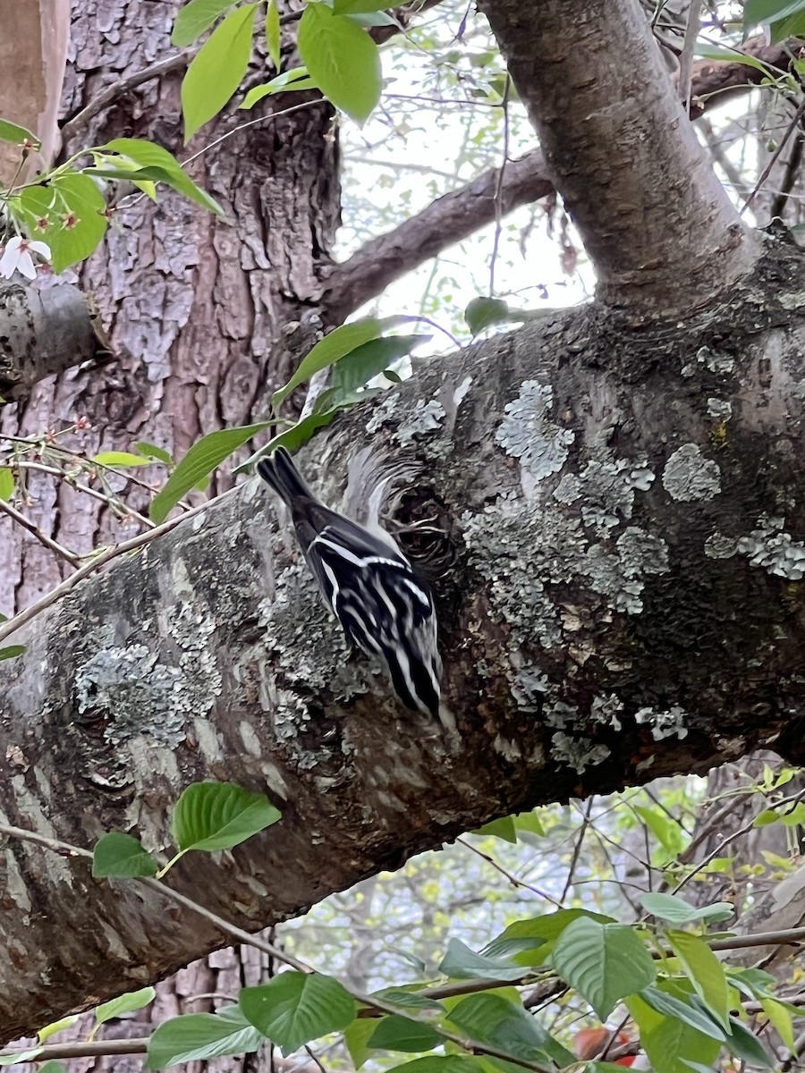 Black-and-white Warbler - Frank Young