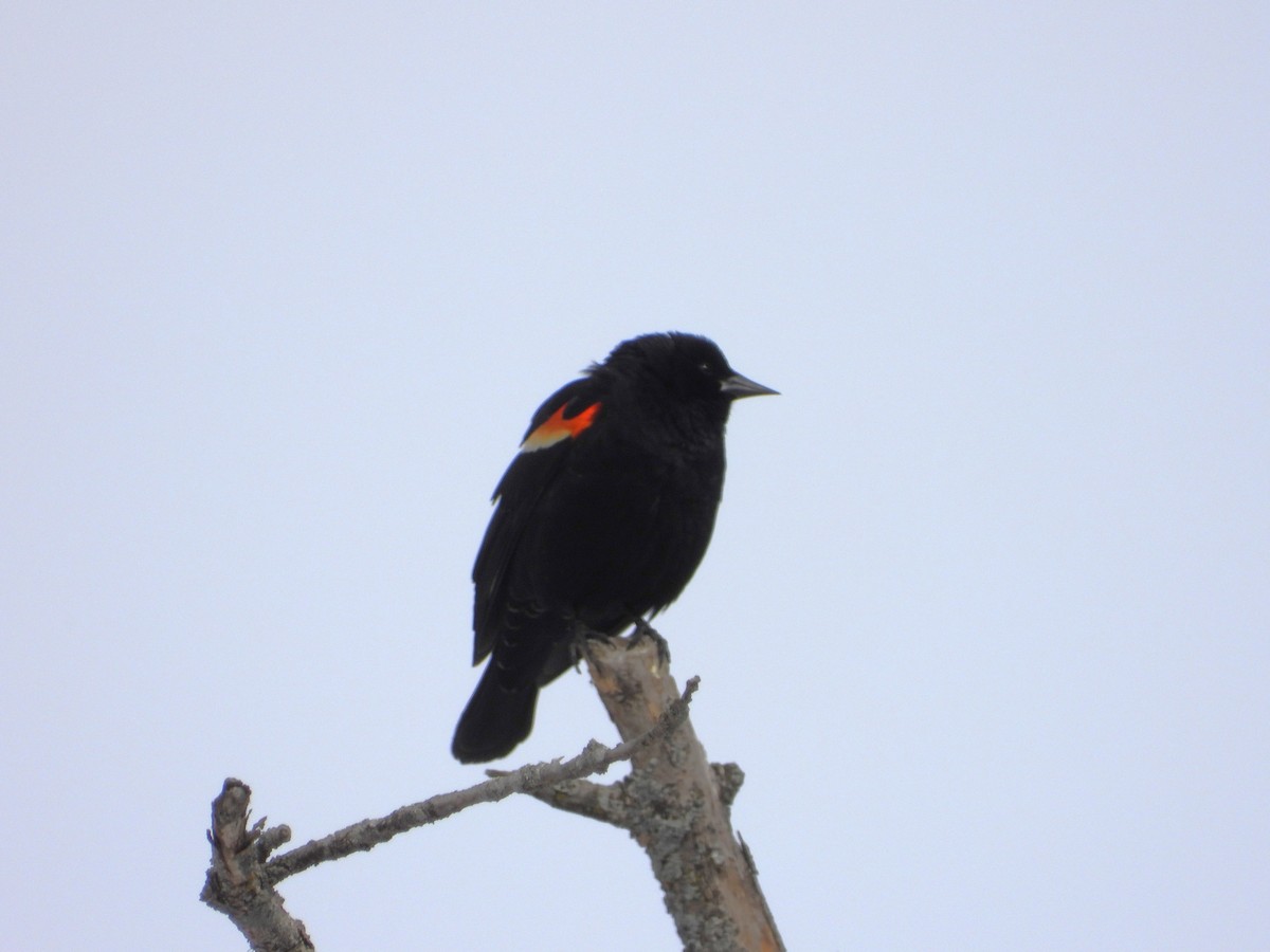 Red-winged Blackbird - ML551785251