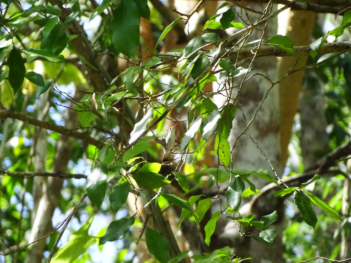 White-bellied Emerald - ML551785281