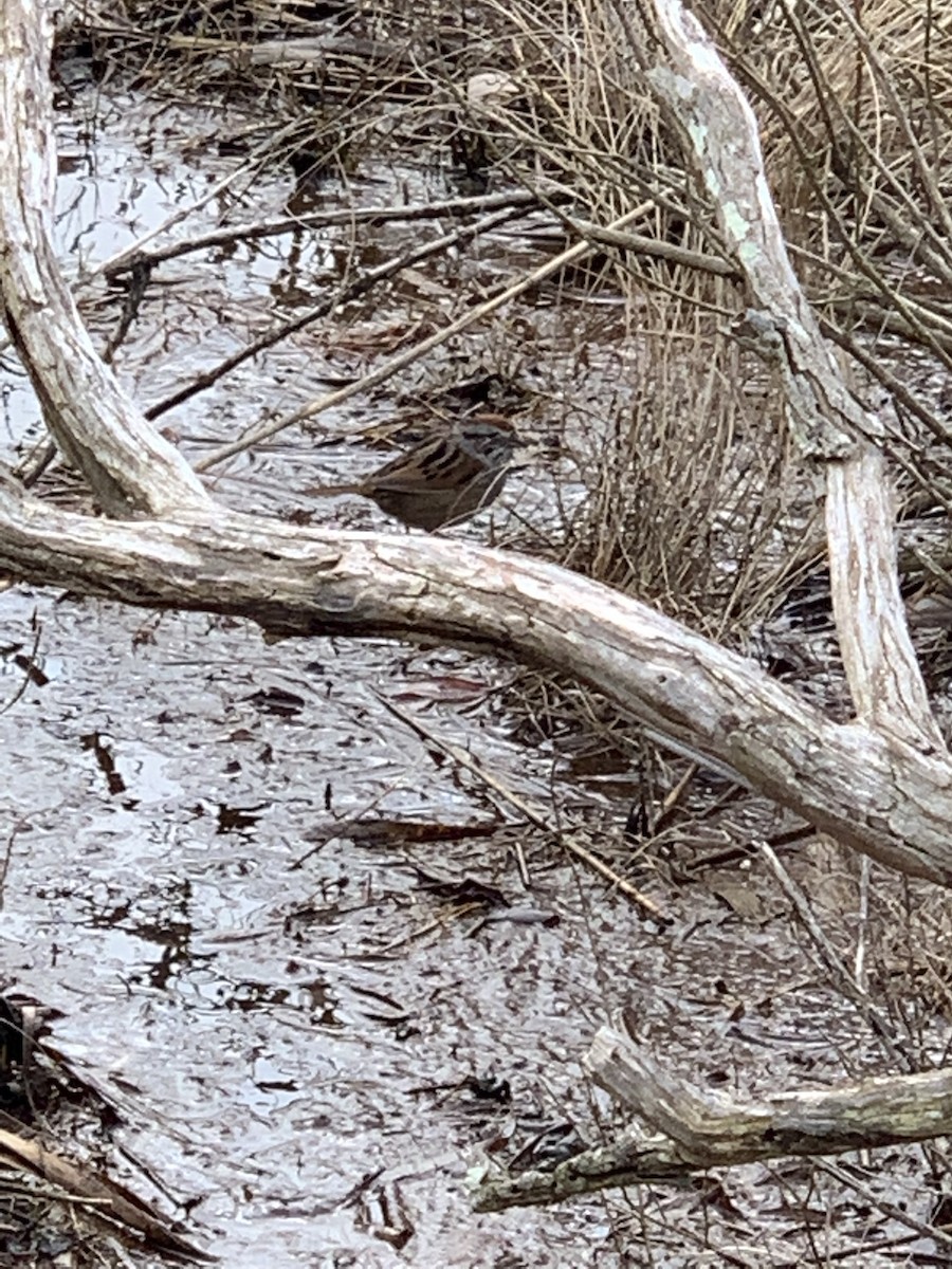 Swamp Sparrow - Christie Tashjian