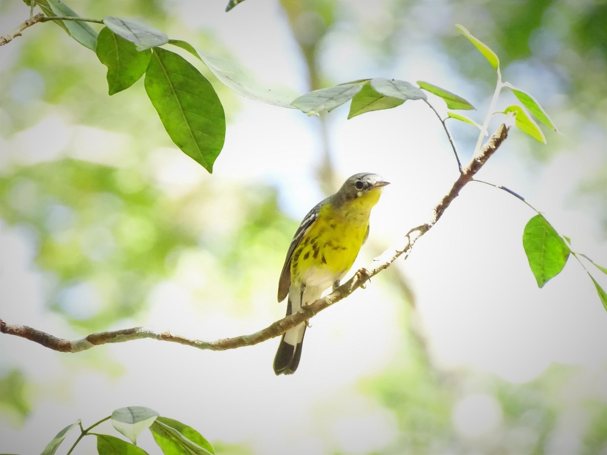 Magnolia Warbler - Jorge Rodríguez Álvarez