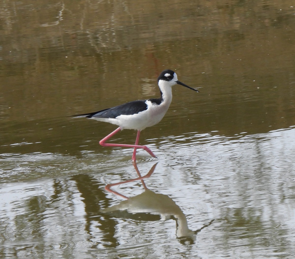 Black-necked Stilt - ML551786611