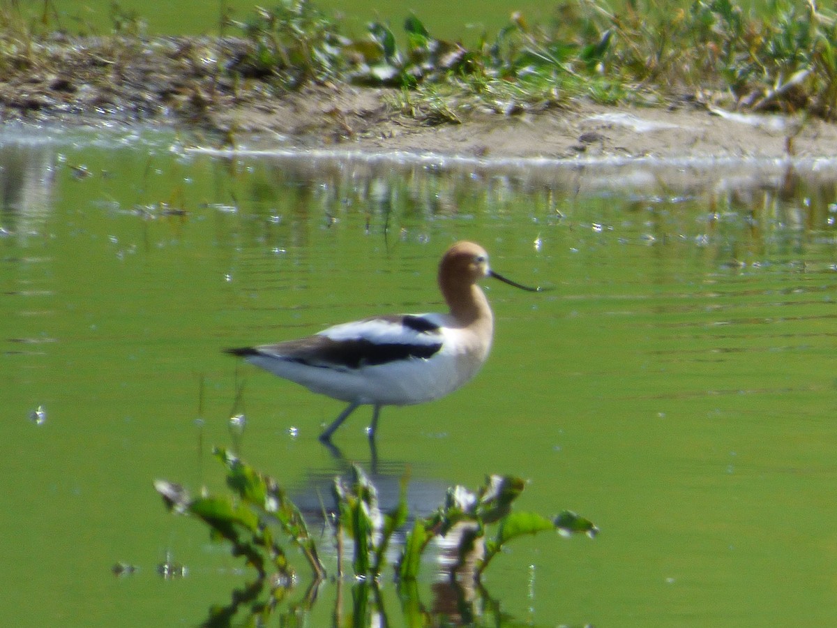 American Avocet - Ed Franks