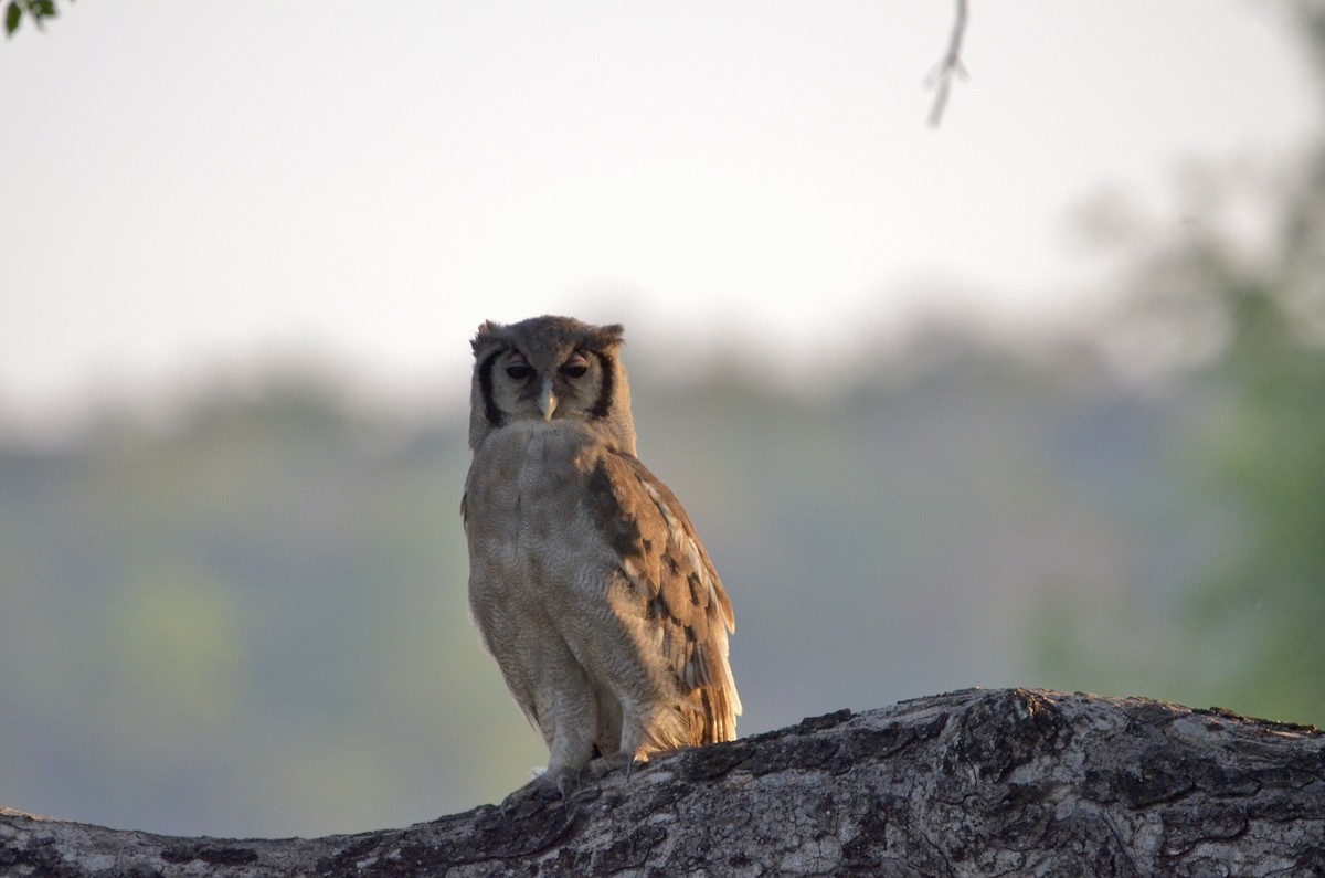 Verreaux's Eagle-Owl - Luke Goddard