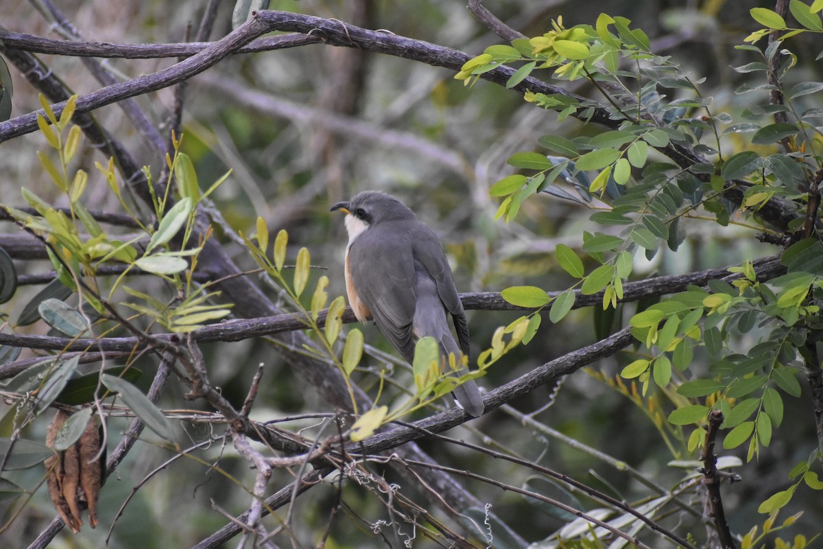 Mangrove Cuckoo - ML551789091