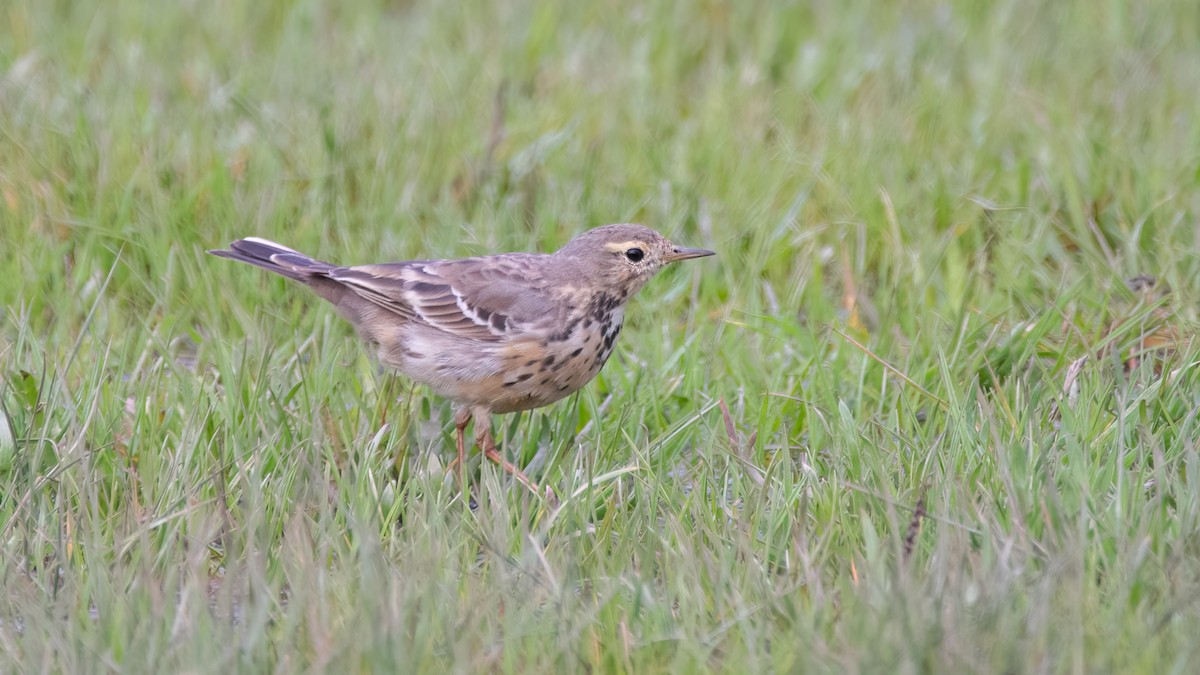 Siberian Pipit - ML551789881