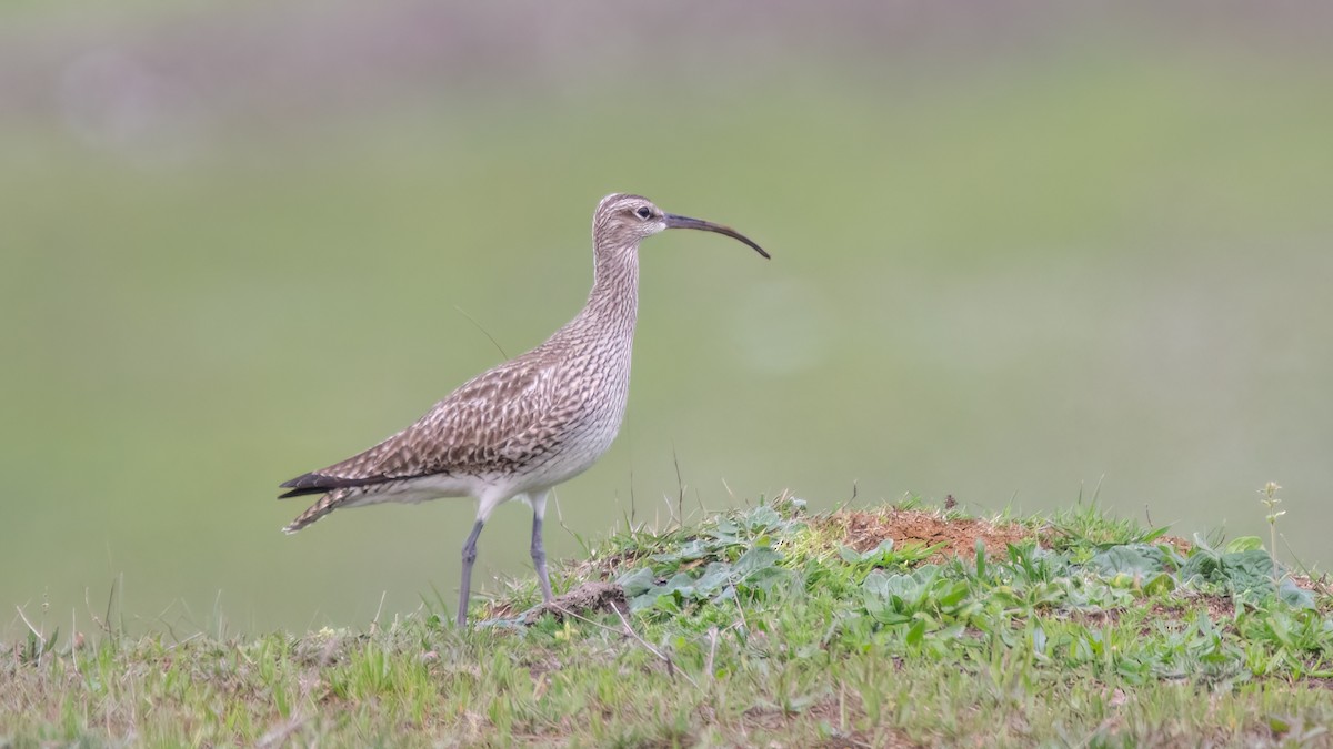 Regenbrachvogel - ML551789921