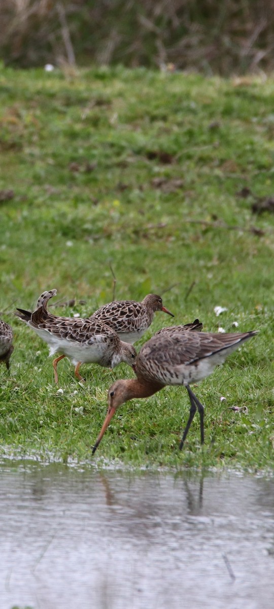 Black-tailed Godwit - Murat GÖKÇE