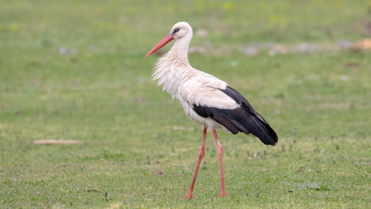 White Stork - ML551790021