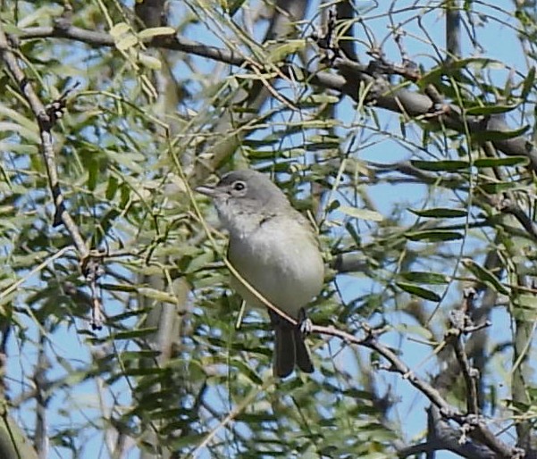 Bell's Vireo - ML551792671