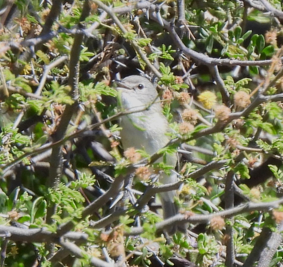 Bell's Vireo - ML551792681