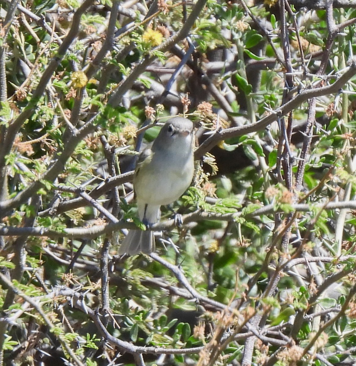 Bell's Vireo - ML551792691