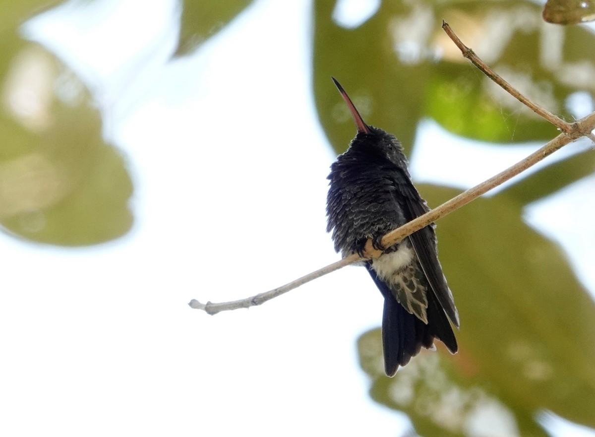 Colibrí Gorjizafiro - ML551793071