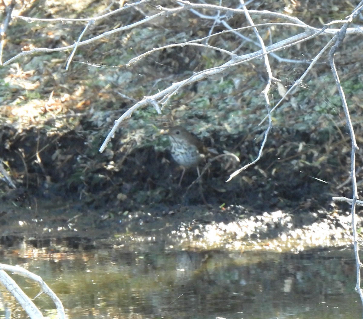 Hermit Thrush - ML551793261