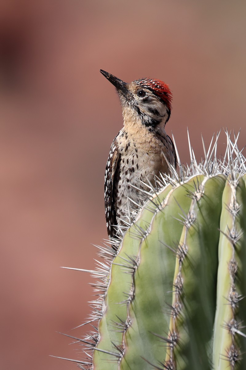 Ladder-backed Woodpecker - ML551793751