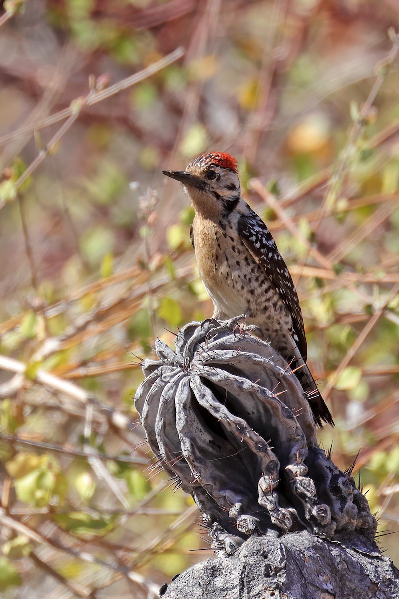 Ladder-backed Woodpecker - ML551793771